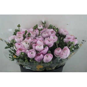 Ran Cloni Sup Nebbia