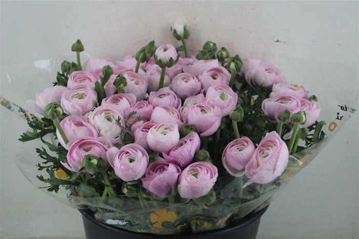 <h4>Ran Cloni Sup Nebbia</h4>