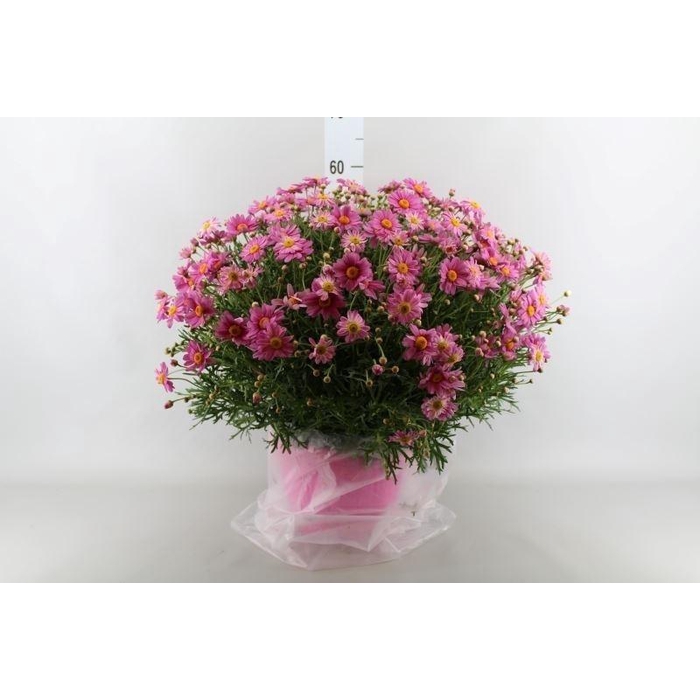 <h4>Argyranthemum   ...</h4>