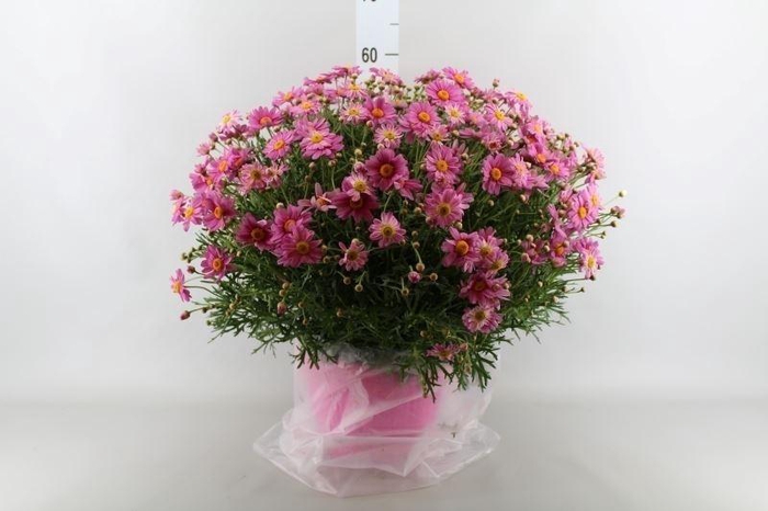 <h4>Argyranthemum   ...</h4>