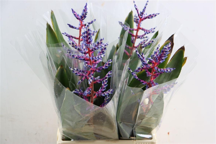 <h4>Aechmea Blue Rain</h4>