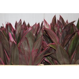 FOLHAGEM DRACENA BABY PINK