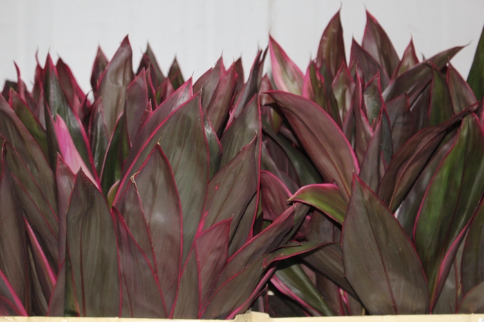 <h4>FOLHAGEM DRACENA BABY PINK</h4>