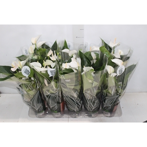 ANTHURIUM SUCCESS WHITE P12 BRANCO