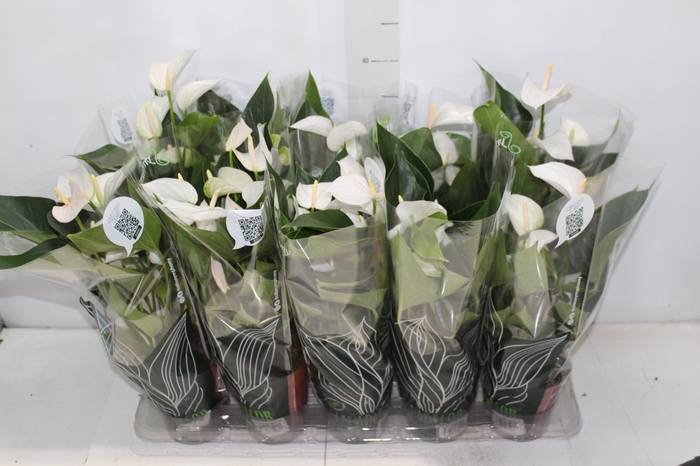 <h4>ANTHURIUM SUCCESS WHITE P12 BRANCO</h4>