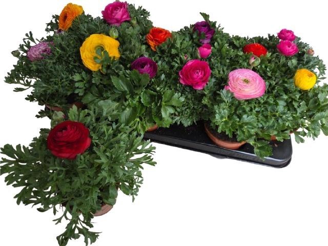 <h4>RANUN SPRINK GEM</h4>