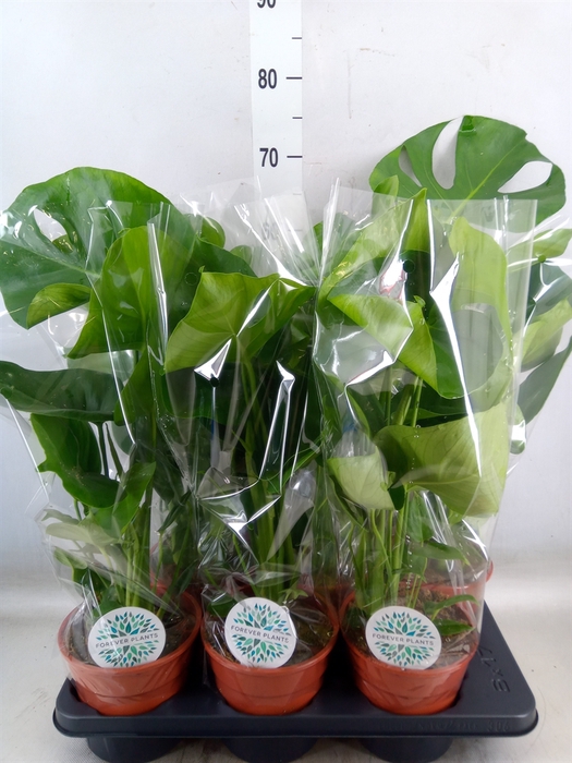 <h4>Monstera delic.</h4>