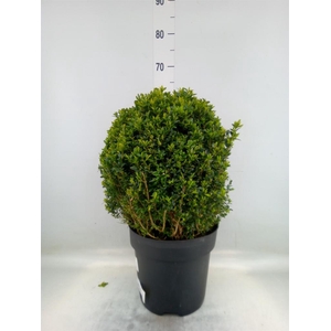 Buxus semp.   ...