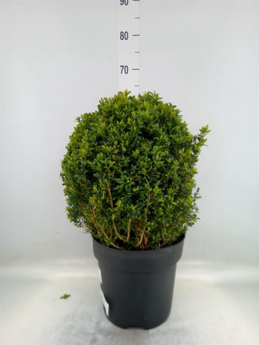 <h4>Buxus semp.   ...</h4>