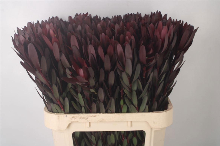 <h4>LEUCAD SAF SUNSET</h4>