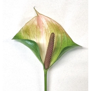 ANTH A ALERO 30 Ant OPZET