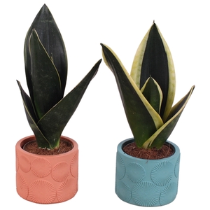 Sansevieria mix Ø09cm in Ø11cm Ceramic EV464