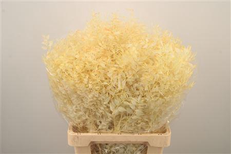 <h4>Ruscus. Salmon Per Stem</h4>