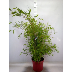 Fargesia  'Obelisk'