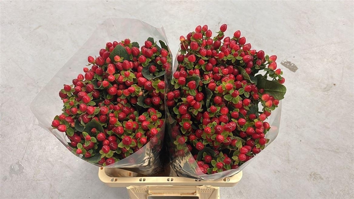 <h4>Hyp. Mag. Triumph</h4>