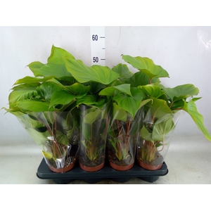 Homalomena rubescens 'Maggy'
