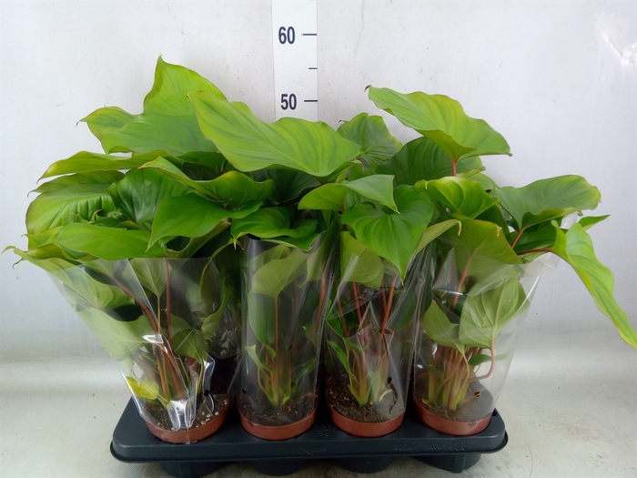 <h4>Homalomena rubescens 'Maggy'</h4>