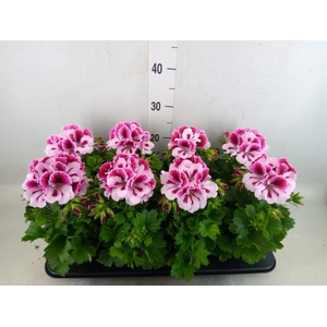 Pelargonium gran.   ..