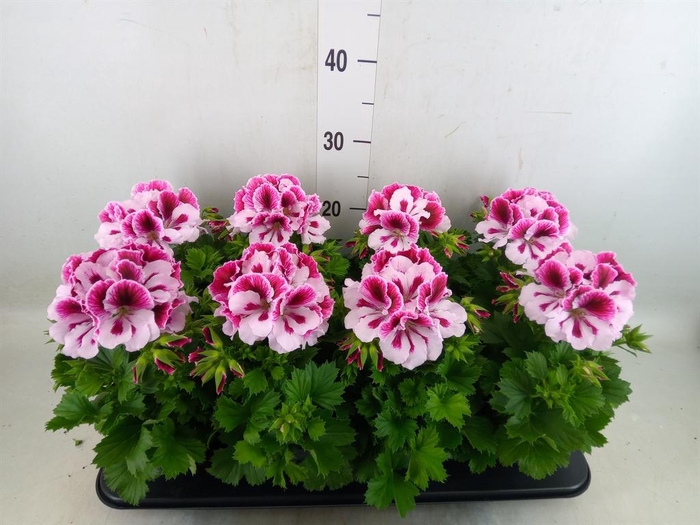 <h4>Pelargonium gran.   ..</h4>