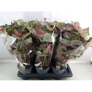 Caladium  'Carolyn Whorton'