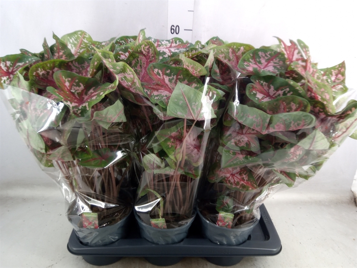 Caladium  'Carolyn Whorton'