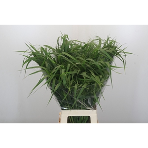 Panicum Fountain