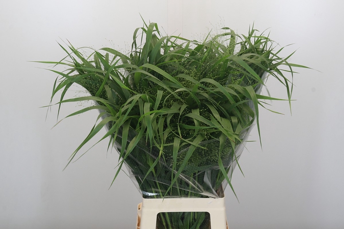 <h4>Panicum Fountain</h4>