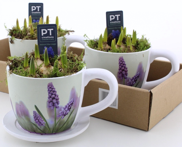 <h4>ARR MUSCARI</h4>