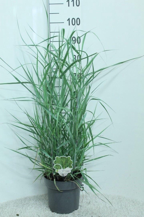 Panicum virgatum