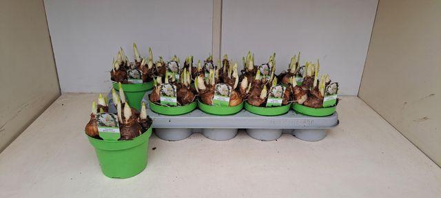 <h4>Narc D Bridal Crown</h4>