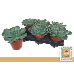 Echeveria Fora 12Ø 15cm