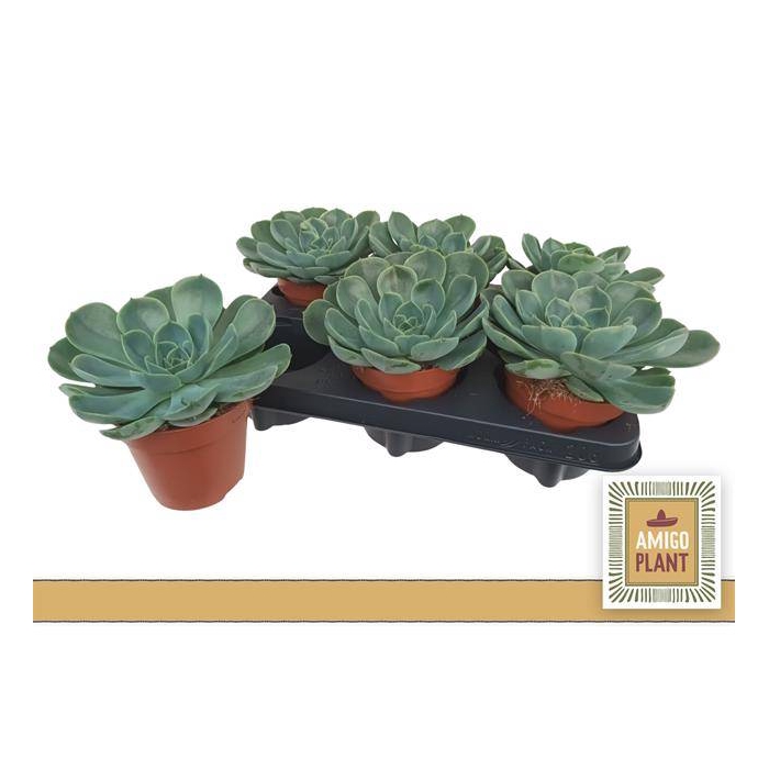 <h4>Echeveria Fora 12Ø 15cm</h4>