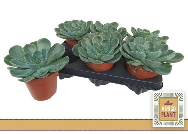 Echeveria Fora 12Ø 15cm