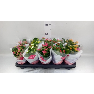 Kalanchoe blos.   ..mix 6