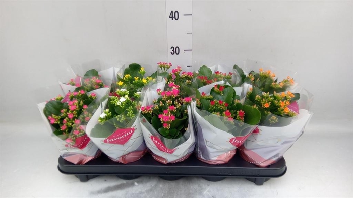 <h4>Kalanchoe blos.   ..mix 6</h4>