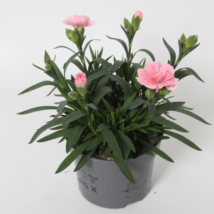 <h4>Dianthus OS Pink p10,5</h4>