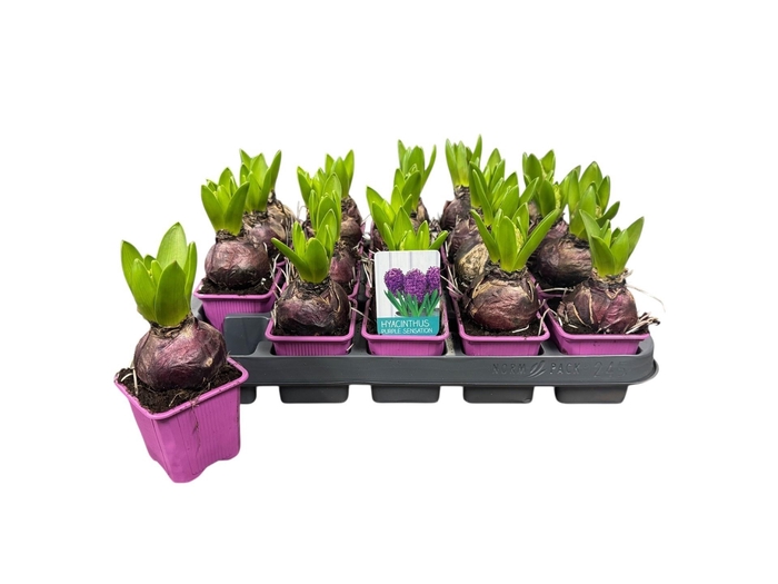 <h4>HYACIN PURPLE SENSAT</h4>