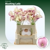 Calla Blushing Lady