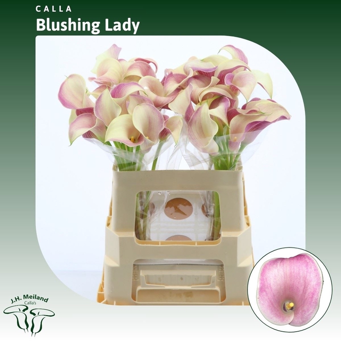 <h4>Calla Blushing Lady</h4>