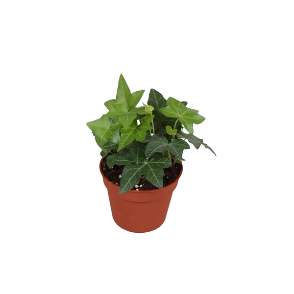 <h4>Hedera helix groen</h4>