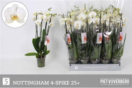 <h4>Phal An Nottingham 4 Tak</h4>