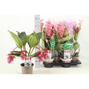 Medinilla Dolce Rossa 17Ø 65cm 3fl