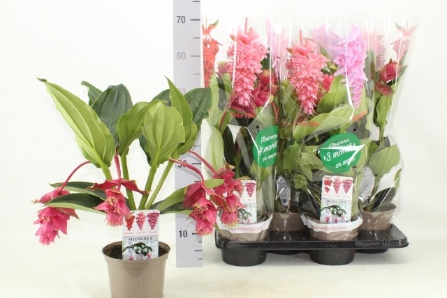 Medinilla Dolce Rossa 17Ø 65cm 3fl