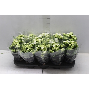 KALANCHOE DOBRADO P11 BRANCO