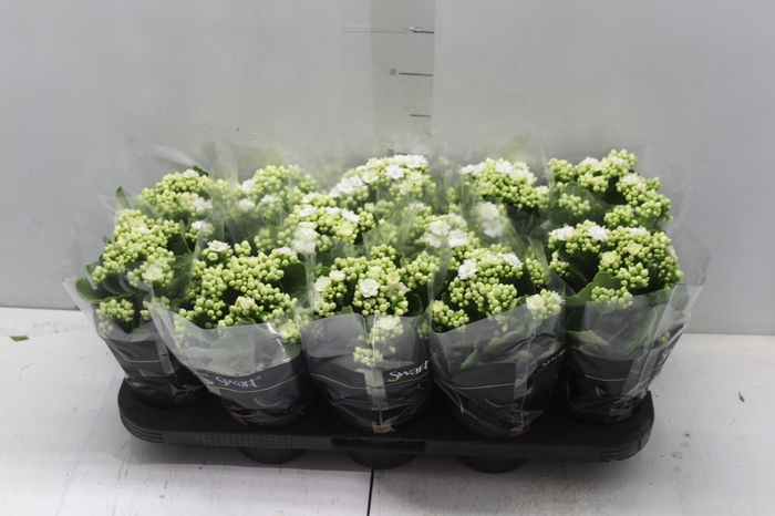 <h4>KALANCHOE DOBRADO P11 BRANCO</h4>