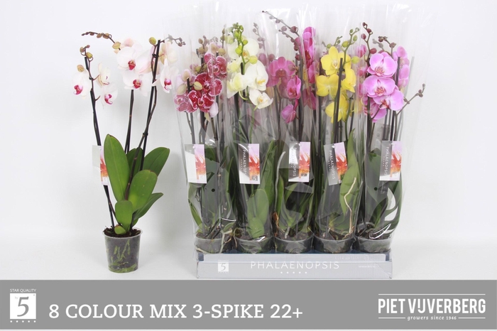 <h4>PHAL GEM 8 KL</h4>