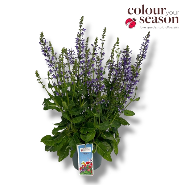 <h4>Salvia 'Azure Snow'</h4>