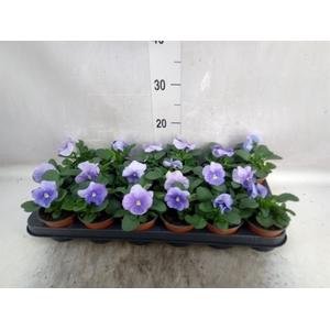 Viola wr. 'Flair Light Blue'