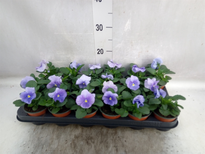 <h4>Viola wr. 'Flair Light Blue'</h4>