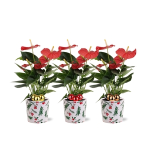 Anthurium Esudo in Noel Holy ceramics + stabber